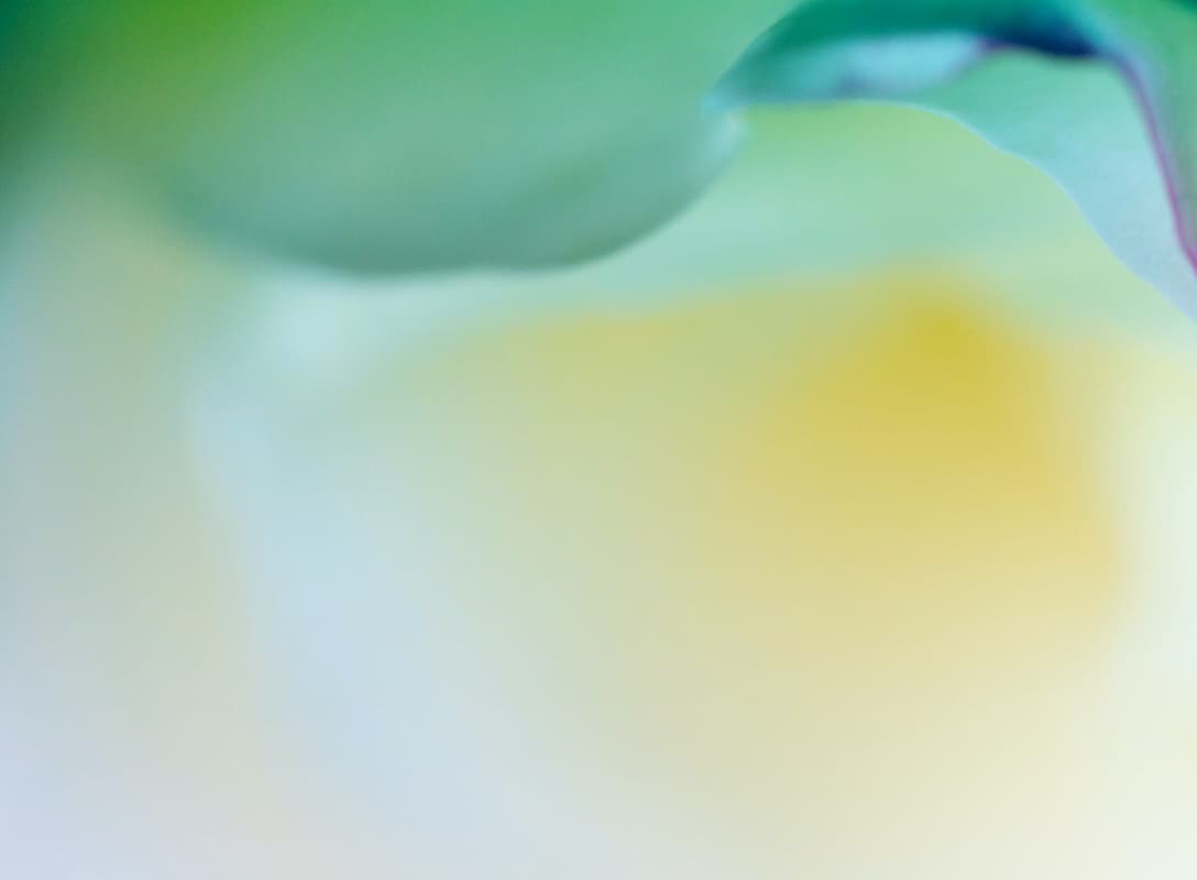 Apple Blossom